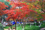 栖霞山红叶 栖霞古寺