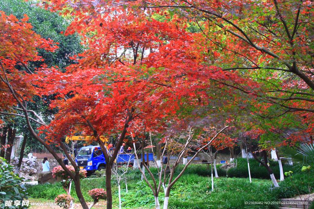 栖霞山红叶 栖霞古寺