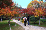 栖霞山红叶 栖霞古寺