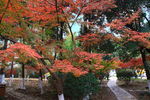 栖霞山红叶 栖霞古寺
