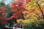 栖霞山红叶 栖霞古寺