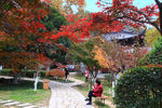 栖霞山红叶 栖霞古寺