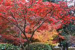 栖霞山红叶 栖霞古寺