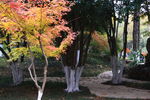 栖霞山红叶 栖霞古寺