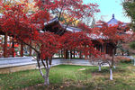 栖霞山红叶 栖霞古寺