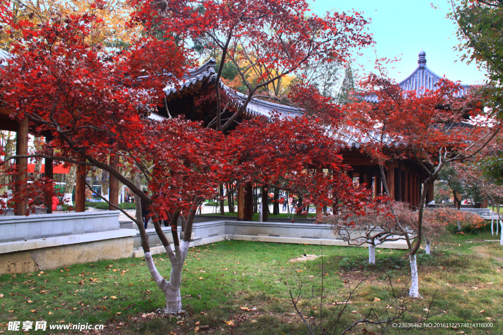 栖霞山红叶 栖霞古寺