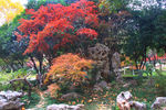 栖霞山红叶 栖霞古寺