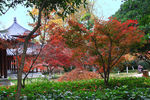 栖霞山红叶 栖霞古寺