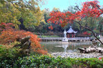 栖霞山红叶 栖霞古寺