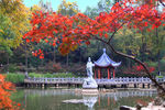 栖霞山红叶 栖霞古寺