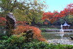 栖霞山红叶 栖霞古寺