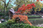 栖霞山红叶 栖霞古寺