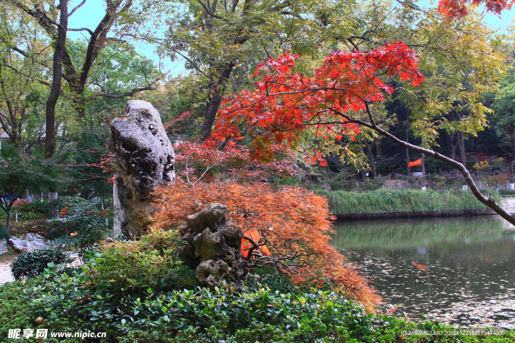 栖霞山红叶 栖霞古寺