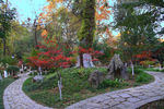 栖霞山红叶 栖霞古寺