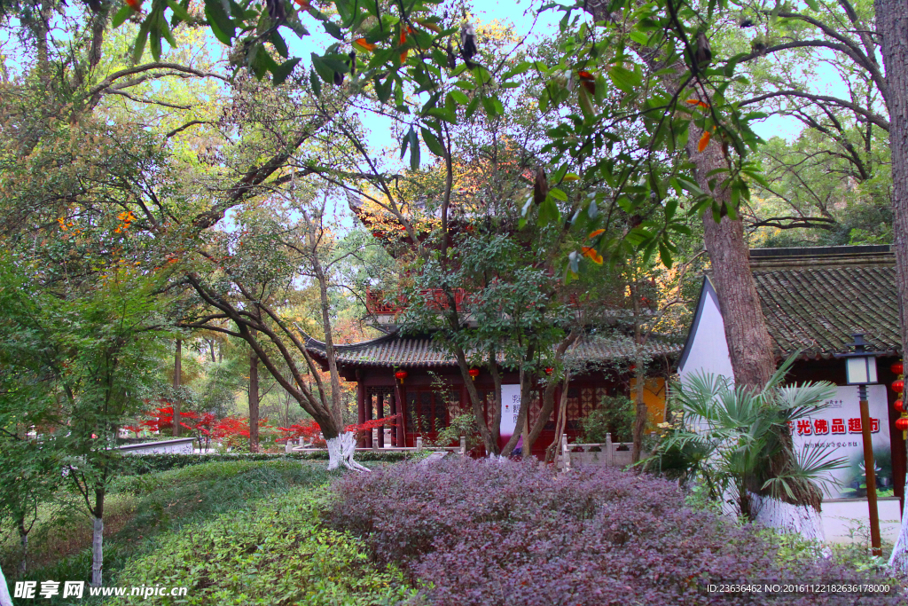 栖霞山红叶 栖霞古寺