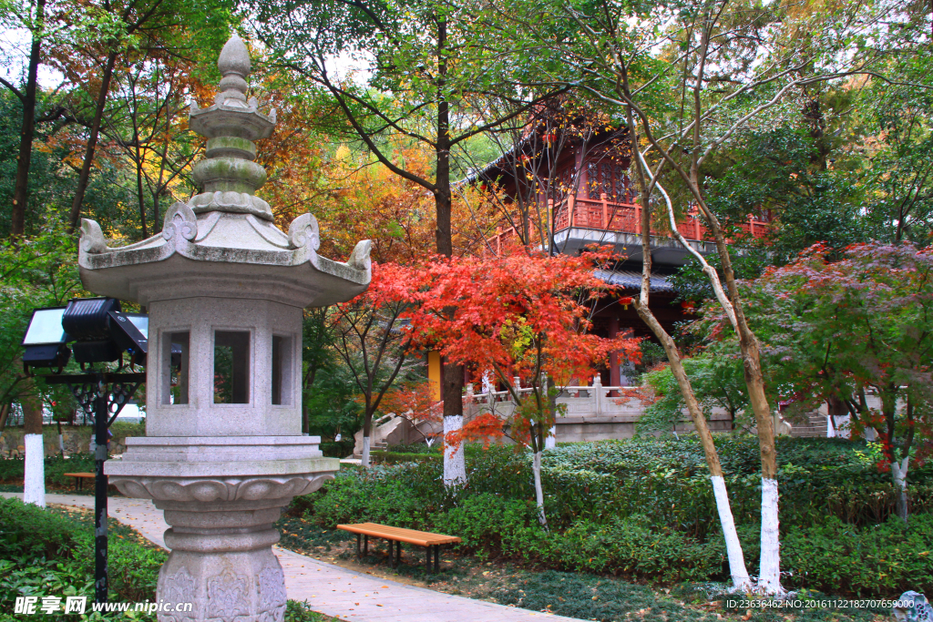 栖霞山红叶 栖霞古寺