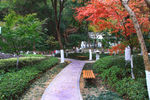 栖霞山红叶 栖霞古寺