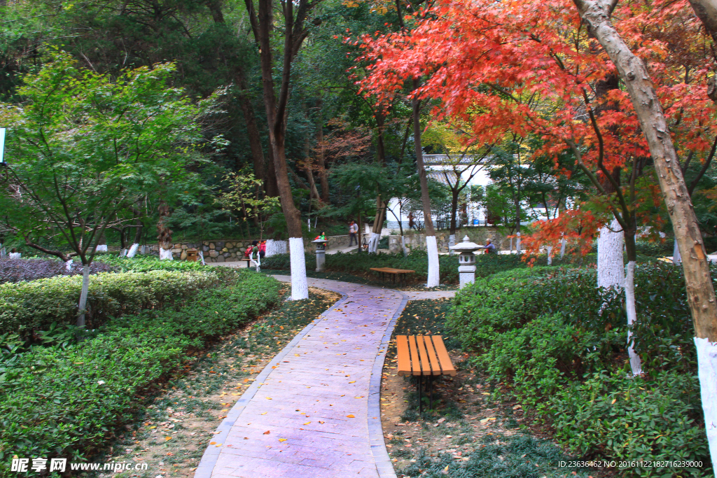 栖霞山红叶 栖霞古寺