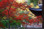 栖霞山红叶 栖霞古寺