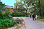 栖霞山红叶 栖霞古寺