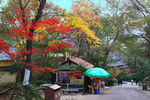 栖霞山红叶 栖霞古寺