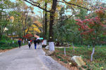 栖霞山红叶 栖霞古寺