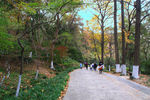 栖霞山红叶 栖霞古寺
