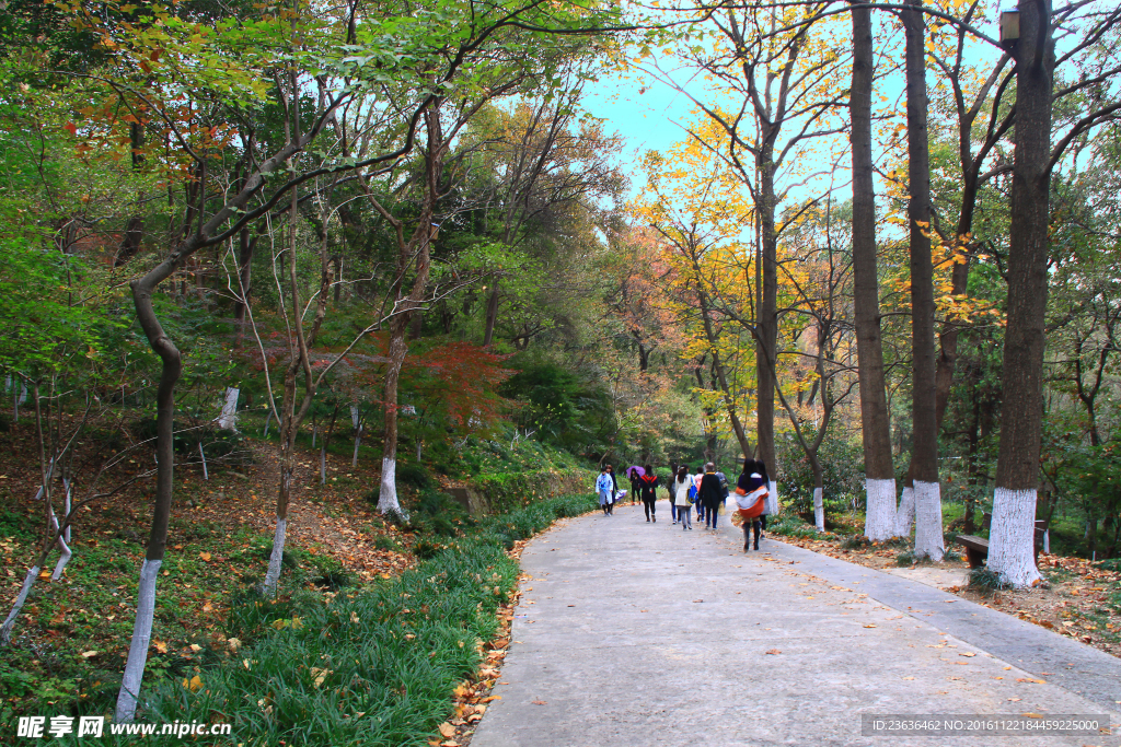 栖霞山红叶 栖霞古寺