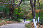 栖霞山红叶 栖霞古寺