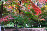 栖霞山红叶 栖霞古寺
