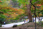 栖霞山红叶 栖霞古寺
