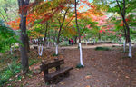 栖霞山红叶 栖霞古寺
