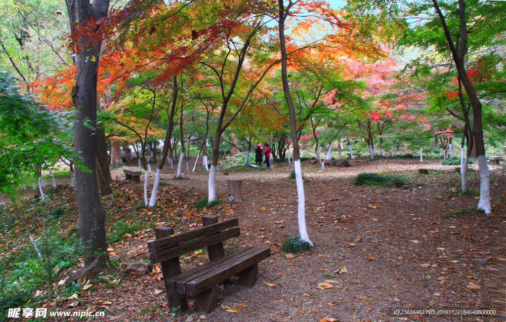 栖霞山红叶 栖霞古寺