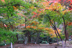 栖霞山红叶 栖霞古寺