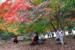 栖霞山红叶 栖霞古寺