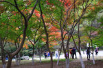 栖霞山红叶 栖霞古寺