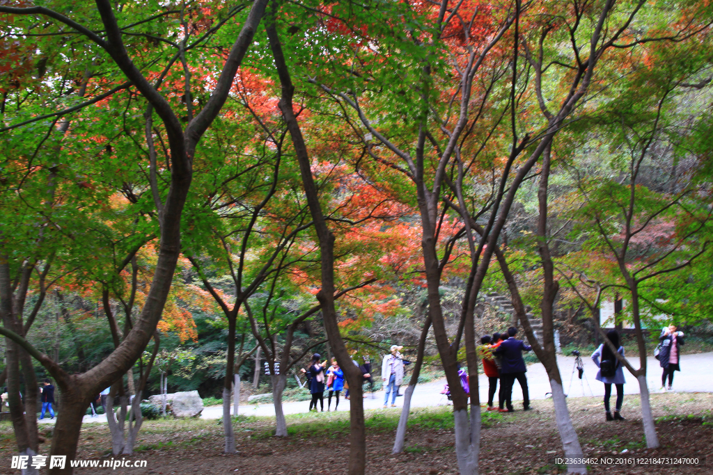 栖霞山红叶 栖霞古寺