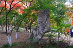 栖霞山红叶 栖霞古寺