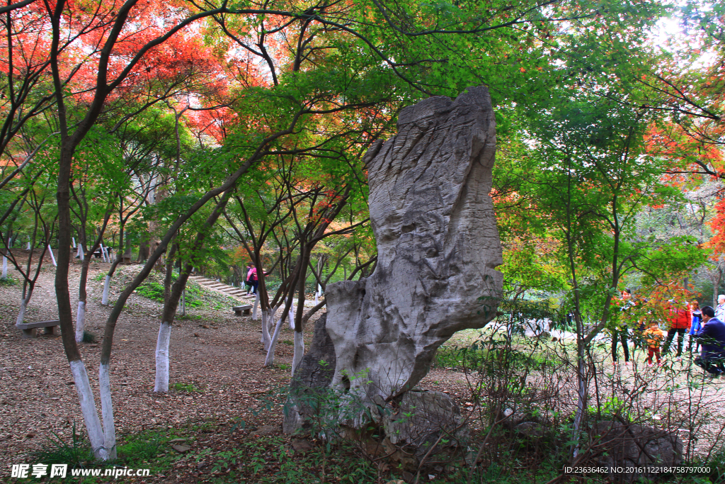 栖霞山红叶 栖霞古寺