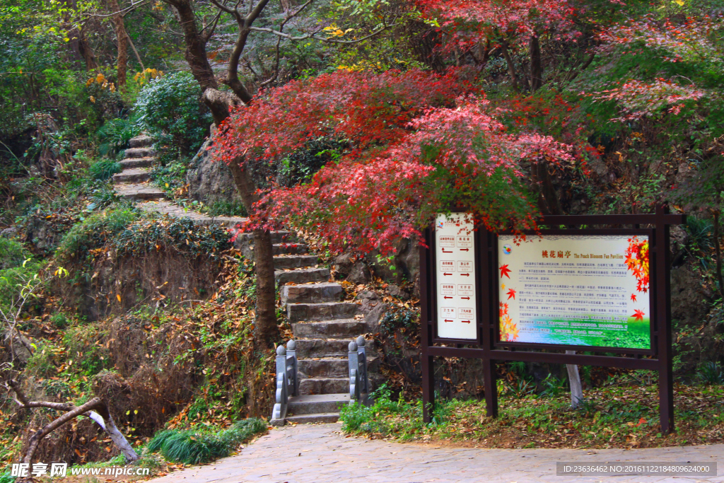 栖霞山红叶 栖霞古寺