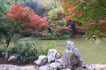 栖霞山红叶 栖霞古寺