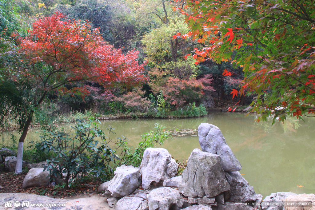 栖霞山红叶 栖霞古寺