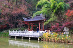 栖霞山红叶 栖霞古寺