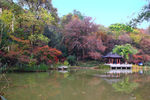 栖霞山红叶 栖霞古寺