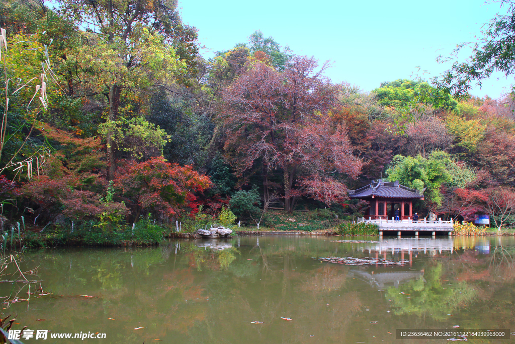 栖霞山红叶 栖霞古寺