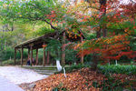 栖霞山红叶 栖霞古寺