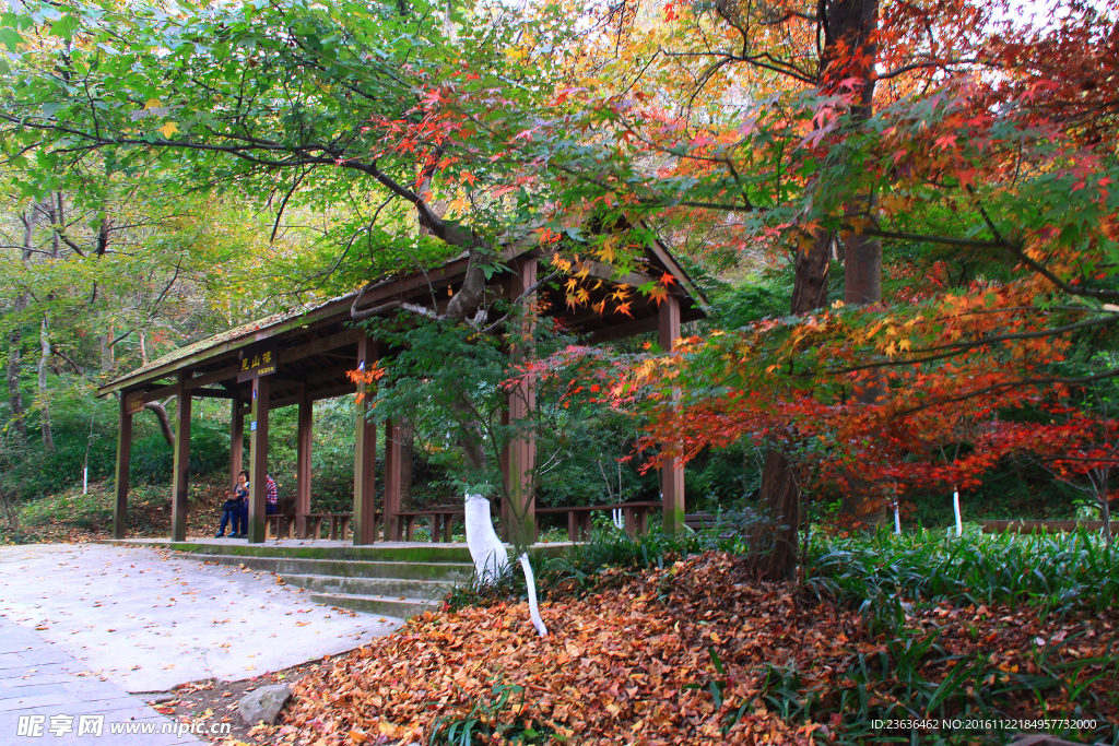 栖霞山红叶 栖霞古寺