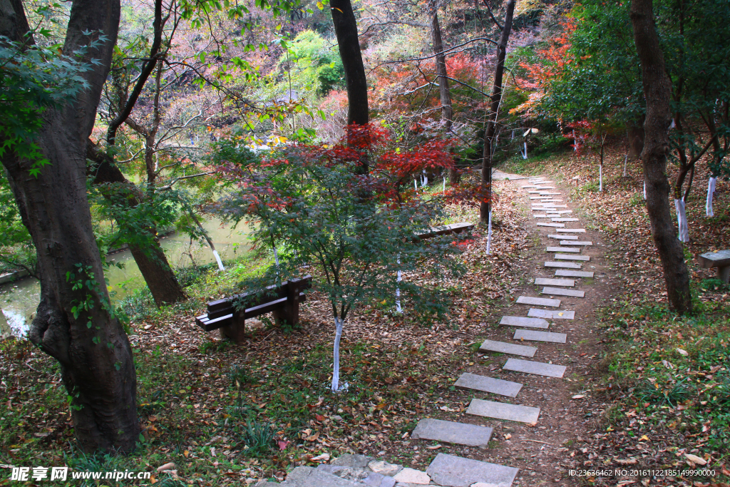 栖霞山红叶 栖霞古寺