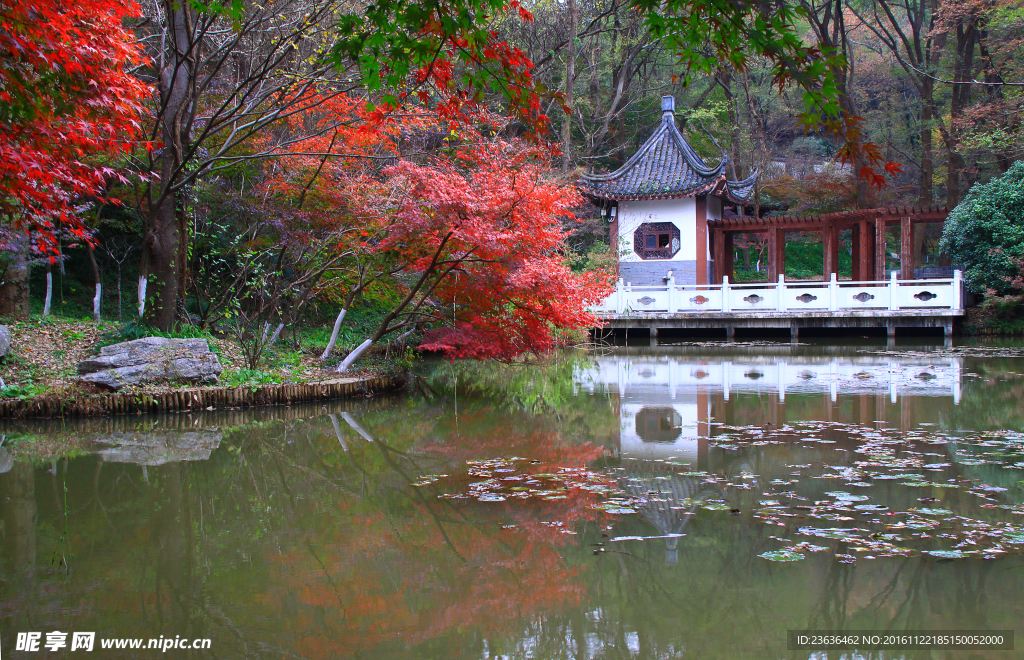 栖霞山红叶 栖霞古寺