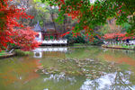 栖霞山红叶 栖霞古寺